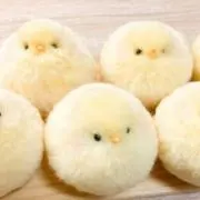 ヒヨコ3kidsの画像