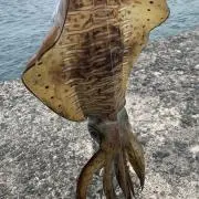 ジョナシー
