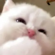 hashiの画像