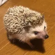 ガチャの画像