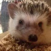 MONの画像