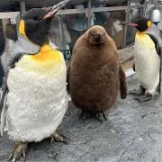 キウイ