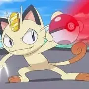 猫の画像