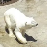 シロクマの画像
