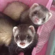 ふぇれ@6/2~3発送不可の画像