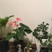ひろの画像