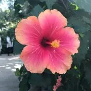 KANONの画像