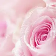 杏仁♪ 即購入OKの画像