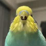 クロの画像