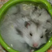ぽこめの画像