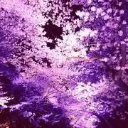 しーなの画像