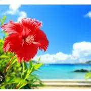 美浜ンチュの画像