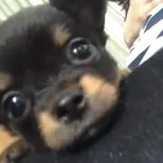 もぐらの画像
