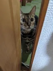 ましろの画像