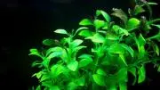 水草太郎の画像
