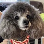 ⭐︎フルーツの森⭐︎複数購入で割引の画像