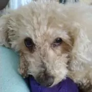 トム君