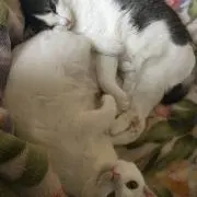 ななな