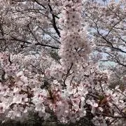 黄昏