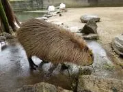 うぴの画像