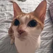 南天