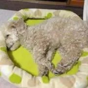 YYYの画像