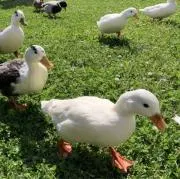 こはだの画像
