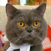 ねこまた