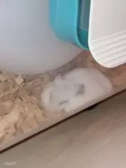 ななしの画像