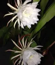 かぼす