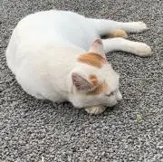 バナナ_断捨離中の画像