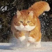 けだま