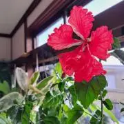 minaの画像