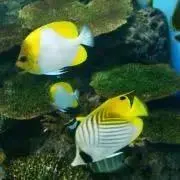 とーままの画像