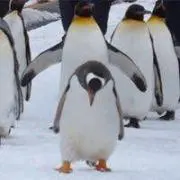 ちゃ