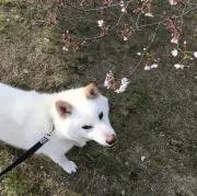 とらままの画像