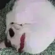 ののはなの画像
