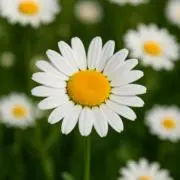 デイジーの画像