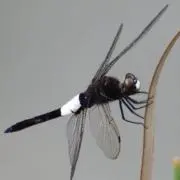 バカボンのパパ☆の画像