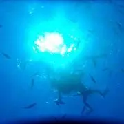✴︎の画像