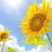 ひまわり　★プロフ読んでね★の画像