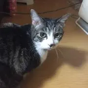 てるてる