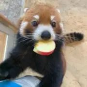 ハムスターの画像