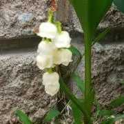 ちゃあちゃん