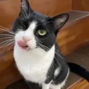 CAT inhaleの画像
