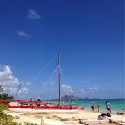 moanaの画像