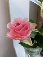 koko