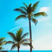 tico★購入時プロフ必読の画像