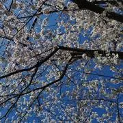 モンティの画像