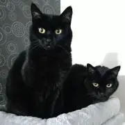 Sweetの画像